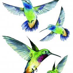 My Hobby ST 032 Sulu Transfer 25x35 cm