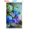 My Hobby ST 049 Sulu Transfer 25x35 cm