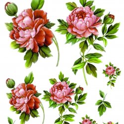 My Hobby ST 065 Sulu Transfer 25x35 cm