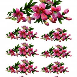 My Hobby ST 078 Sulu Transfer 25x35 cm
