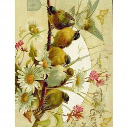 My Hobby ST 174 Sulu Transfer 25x35 cm