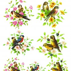 My Hobby ST 176 Sulu Transfer 25x35 cm