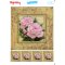 My Hobby ST 195 Sulu Transfer 25x35 cm