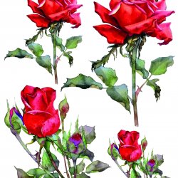 My Hobby ST 249 Sulu Transfer 25x35 cm