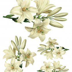 My Hobby ST 257 Sulu Transfer 25x35 cm