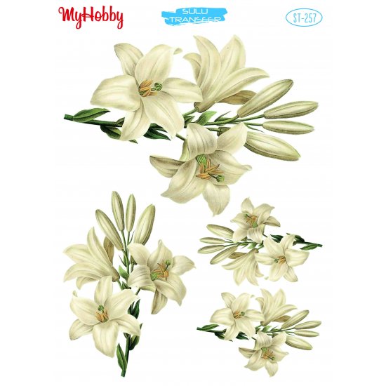 My Hobby ST 257 Sulu Transfer 25x35 cm