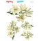 My Hobby ST 257 Sulu Transfer 25x35 cm