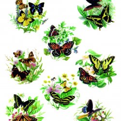 My Hobby ST 263 Sulu Transfer 25x35 cm