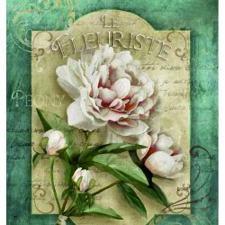 My Hobby ST 264 Sulu Transfer 25x35 cm