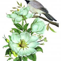 My Hobby ST 305 Sulu Transfer 25x35 cm