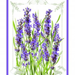 My Hobby ST 309 Sulu Transfer 25x35 cm