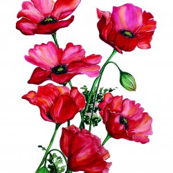 My Hobby ST 315 Sulu Transfer 25x35 cm