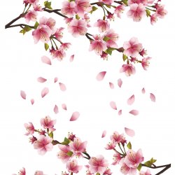 My Hobby ST 377 Sulu Transfer 25x35 cm