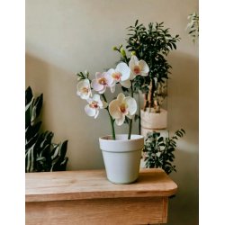 SMARTA Silikon Kalıp Orkide Kesici ve Damarlayıcı Seti SK1013073